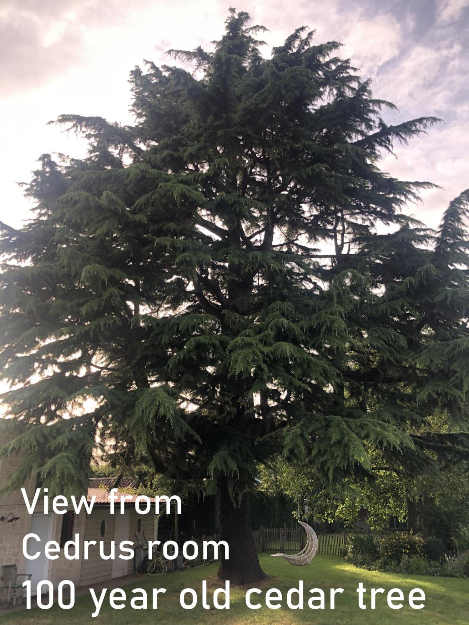 Cedrus Acomodação com café da manhã Jabbeke  Exterior foto