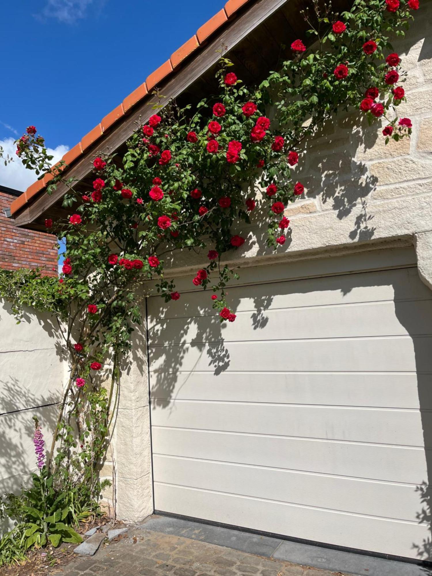 Cedrus Acomodação com café da manhã Jabbeke  Exterior foto